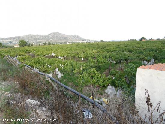 SE VENDE FINCA RUSTICA EN LA ZONA DEL ALCANÁ EN ASPE - ALICANTE