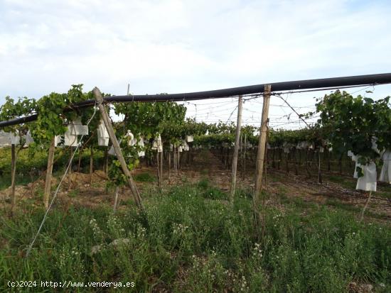 SE VENDE FINCA RUSTICA EN LA ZONA DEL ALCANÁ EN ASPE - ALICANTE