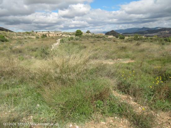 SE VENDE TERRENO EN NOVELDA (ALICANTE) SPAIN - ALICANTE