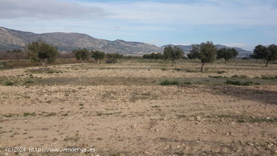 SE VENDE CUATRO PARCELAS EN SALINAS, DOS DE 50.000m Y DOS DE 20.000m, POR SEPARADO o EN CONJUNTO - A