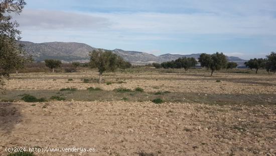 SE VENDE CUATRO PARCELAS EN SALINAS, DOS DE 50.000m Y DOS DE 20.000m, POR SEPARADO o EN CONJUNTO - A