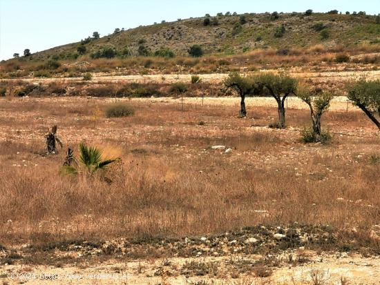 TERRENO URBANIZABLE EN SALINAS ZONA CAMARA BAJA - ALICANTE