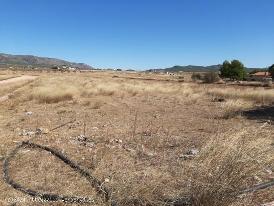 SE VENDE  TERRENO RUSTICO EN PINOSO (ALICANTE) SPAIN - ALICANTE