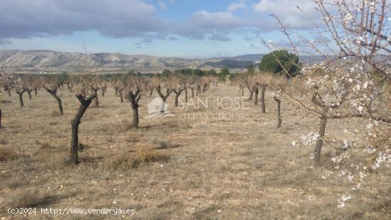 TERRENO RUSTICO EN BIAR CON ALMENDROS Y OLIVOS - ALICANTE