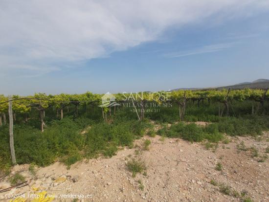 SE VENDE FINCA RUSTICA EN ASPE ZONA ALCANA CERCA DEL PEÑON - ALICANTE