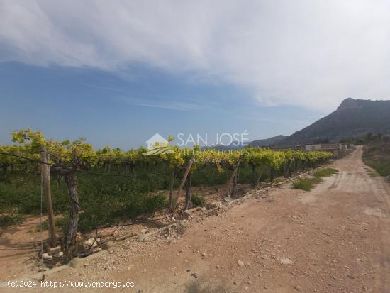 SE VENDE FINCA RUSTICA EN ASPE ZONA ALCANA CERCA DEL PEÑON - ALICANTE