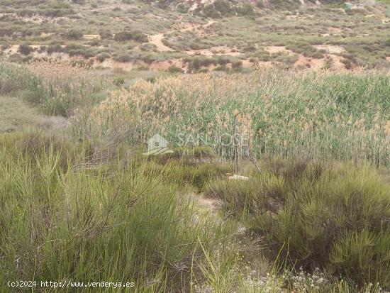 VENTA DE DE PARCELA EN NOVELDA , RÚSTICO AGRARIO DE SECANO - ALICANTE