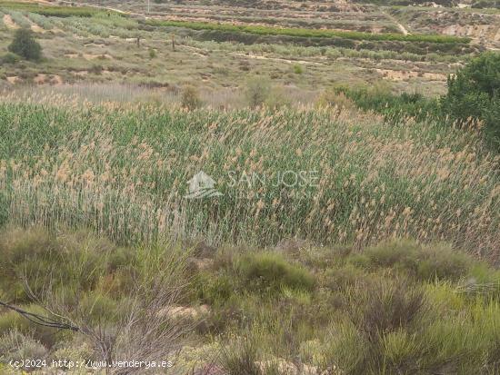 VENTA DE DE PARCELA EN NOVELDA , RÚSTICO AGRARIO DE SECANO - ALICANTE