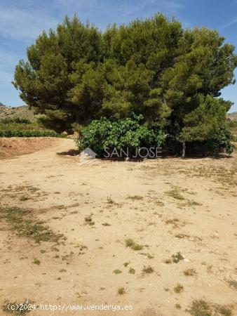 SE VENDE TERRENO EN LA ROMANA CON 14 TAULLAS EN ZONA CUEVAS DE SAN ANTON (ALICANTE) - ALICANTE