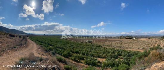 SE VENDE FINCA RUSTICA EN NOVELDA - ALICANTE