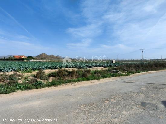 SE VENDE TERRENO RURAL EN MONFORTE DEL CID EN EL CAMINO SAN VICENTE - ALICANTE