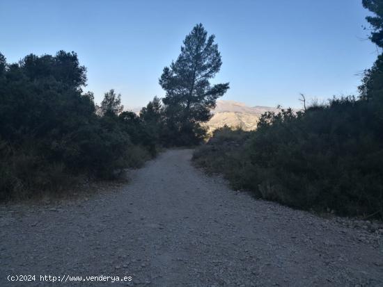 SE VENDE TERRENO PARAJE NATURAL, EN PLENA NATURALEZA  A 20 MINUTOS DE ALICANTE - ALICANTE