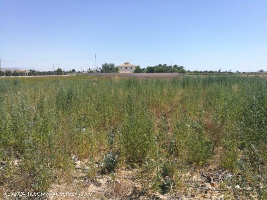 SE VENDE TERRENO EN ELCHE (PERLETA) - ALICANTE