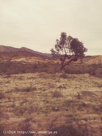 terreno urbanizable en la sierra de Abanilla - MURCIA