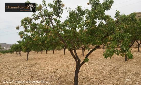 SE VENDE TERRENO HONDON DE LA NIEVES - ALICANTE