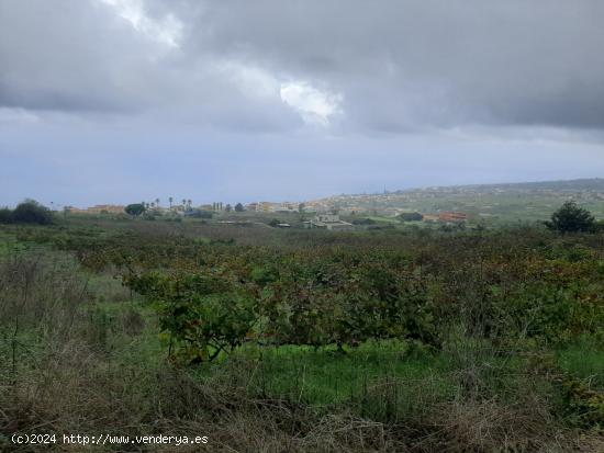 FINCA RUSTICA CON VIÑA EN EL SAUZAL - SANTA CRUZ DE TENERIFE