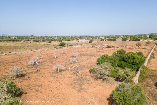 Finca rústica para construir en la carretera de s'Illot - Portocristo - BALEARES