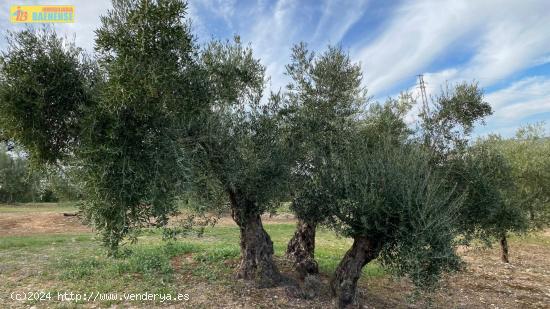 Olivar en buena ubicación - CORDOBA