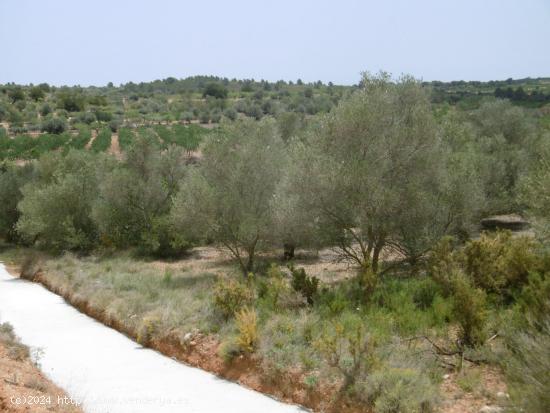  FINCAS CON OLIVOS Y PARTE PARA REGADIO CON POZO - CASTELLON 