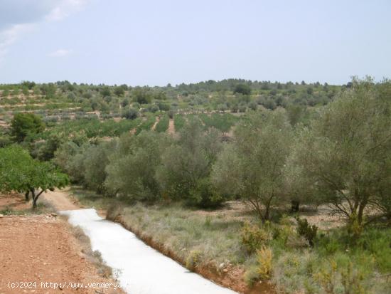 FINCAS CON OLIVOS Y PARTE PARA REGADIO CON POZO - CASTELLON