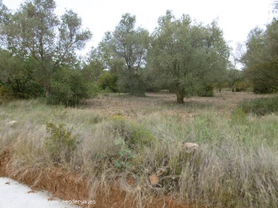 FINCAS CON OLIVOS Y PARTE PARA REGADIO CON POZO - CASTELLON