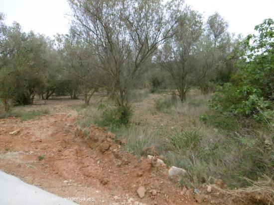 FINCAS CON OLIVOS Y PARTE PARA REGADIO CON POZO - CASTELLON