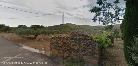 FINCA RUSTICA DE OLIVOS CON BUEN ACCESO - CASTELLON