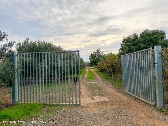 Finca en Riudoms! - TARRAGONA