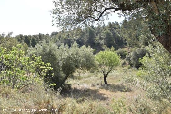 Terreno llano y espacioso con posibilidad de construir - TERUEL