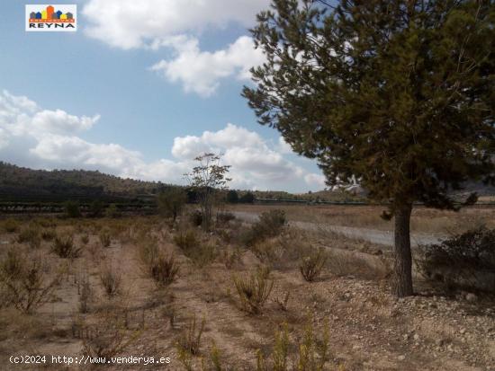 SE VENDE PARCELA RÚSTICA EN LAS AFUERAS DE ASPE IDEAL PARA ACTIVIDAD DE CULTIVO - ALICANTE