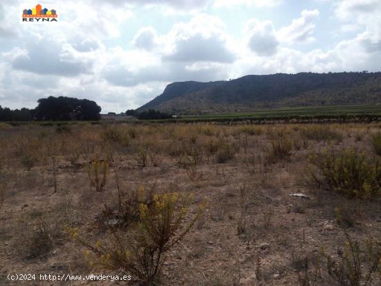 SE VENDE PARCELA RÚSTICA EN LAS AFUERAS DE ASPE IDEAL PARA ACTIVIDAD DE CULTIVO - ALICANTE