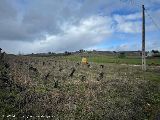 VENTA VIÑA EN LA VALGOMA - LEON