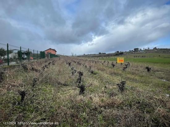 VENTA VIÑA EN LA VALGOMA - LEON