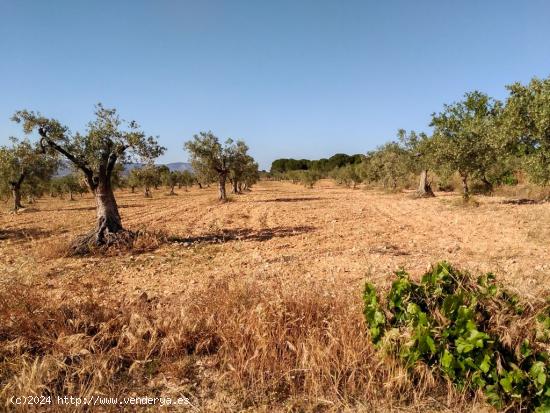 Venta de terreno en Villena (Alicante) - ALICANTE