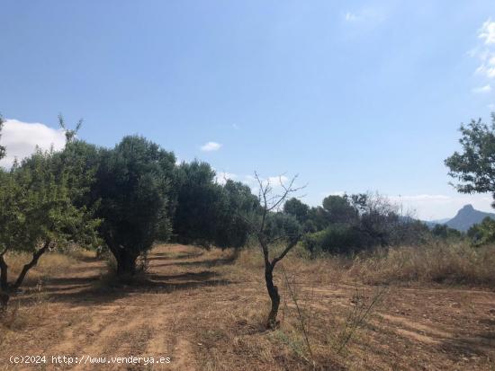 FINCA RUSTICA EN BOT CON MASIA DE PIEDRA - TARRAGONA