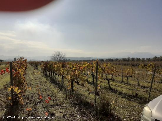 MAGNIFICA FINCA DE REGADIO EN GINESTAR AL LADO DE LA C-12 - TARRAGONA