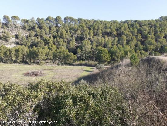 MAGNIFICA FINCA DE REGADIO EN GINESTAR AL LADO DE LA C-12 - TARRAGONA