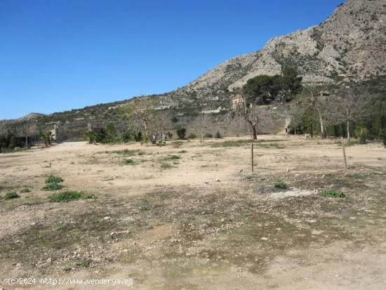 TERENO RURAL A LAS FALDAS DE LA MONTAÑA - ALICANTE