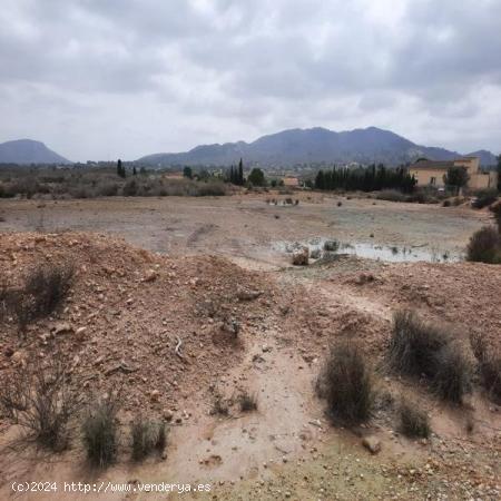 TERRENO RURAL - ALICANTE