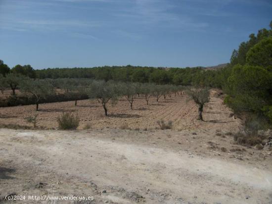 TERRENO EN SAX - ALICANTE