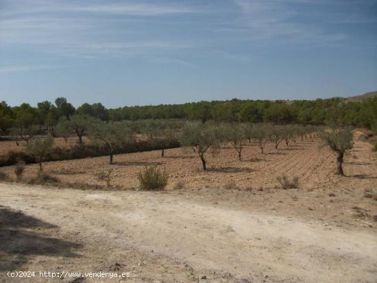 TERRENO EN SAX - ALICANTE