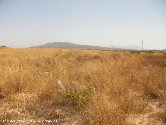  PARCELA DE TERRENO CON AGUA DE RIEGO - ALICANTE 