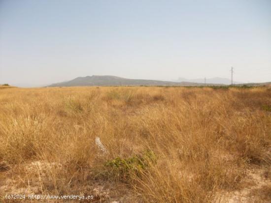 PARCELA DE TERRENO CON AGUA DE RIEGO - ALICANTE