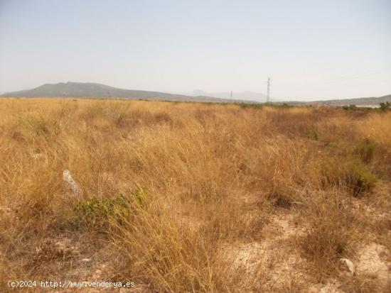 PARCELA DE TERRENO CON AGUA DE RIEGO - ALICANTE