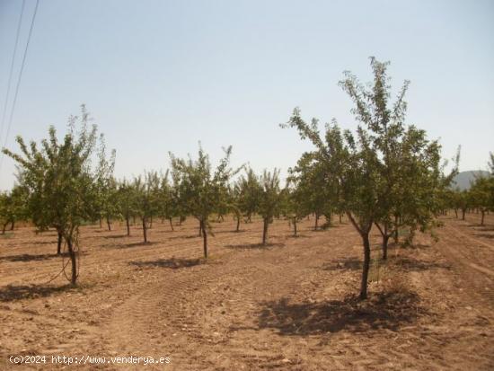 PARCELA CON AGUA - ALICANTE