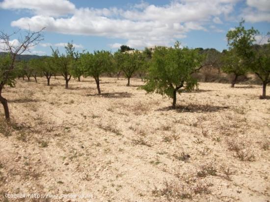 Parcela de terreno rustico - ALICANTE