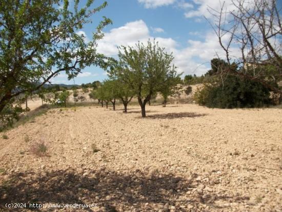 Parcela de terreno rustico - ALICANTE