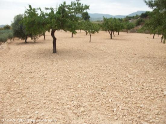 Parcela de 10.000 metros rural - ALICANTE