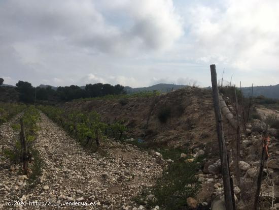 27.500 metros de terreno con plantacion de Uvas o para construir un Chalet - ALICANTE