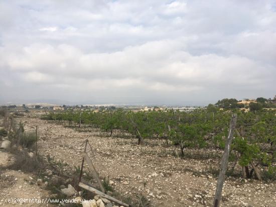 27.500 metros de terreno con plantacion de Uvas o para construir un Chalet - ALICANTE